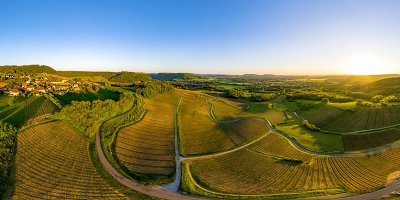 Menétru le vignoble