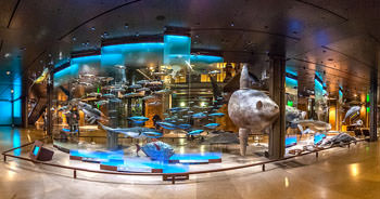 Les grands fonds - Muséum d'Histoire naturelle