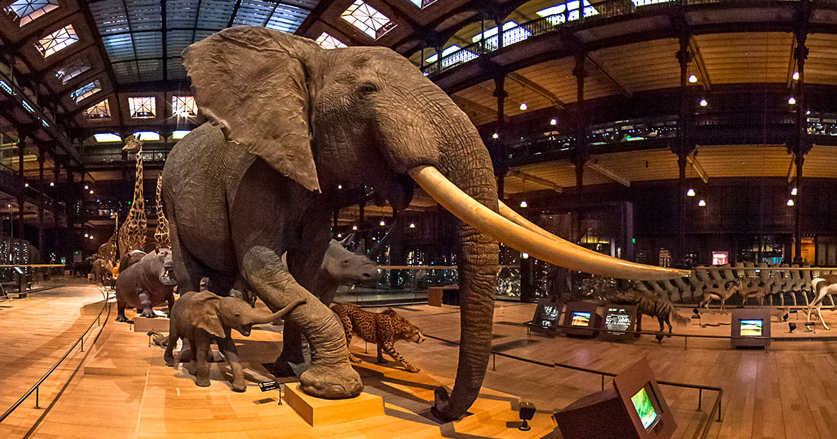 Grande galerie de l'Evolution - Muséum d'Histoire naturelle