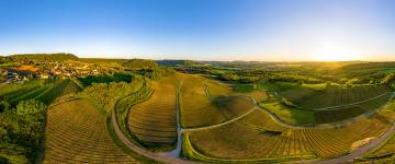 Menétru le vignoble